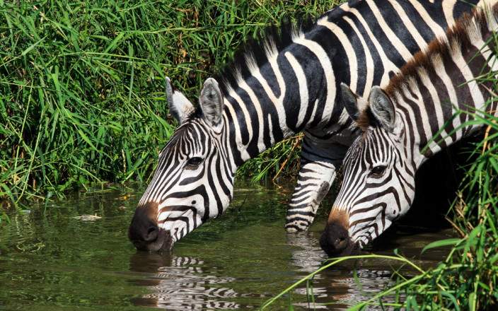 Central_Serengeti_National_Park_008