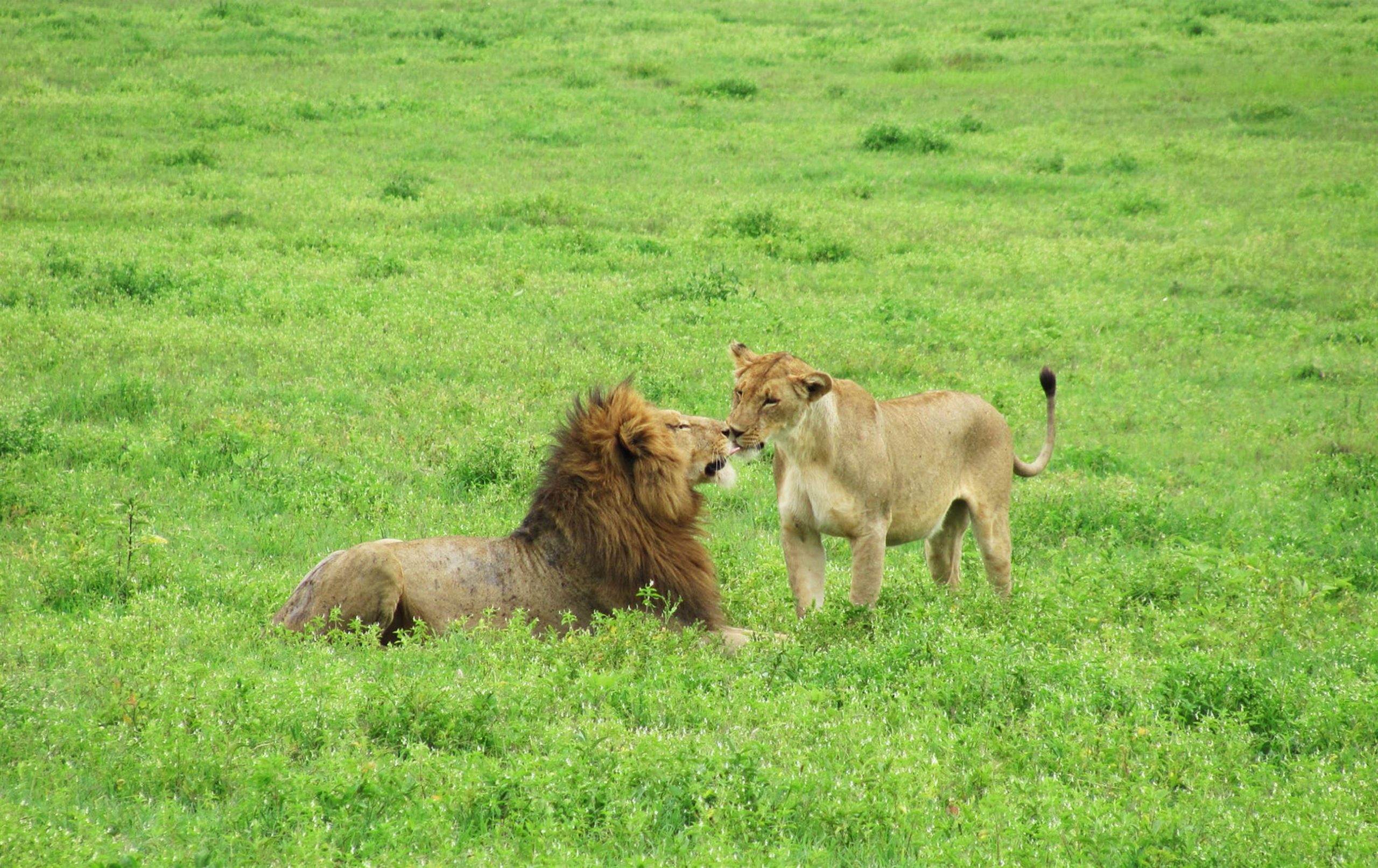 a-beautiful-and-breathtaking-wildlife-in-the-world-2023-12-21-18-14-04-utc