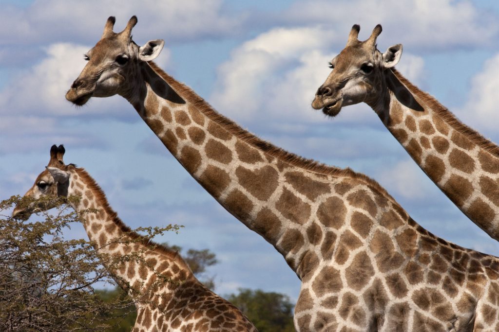 a-group-of-giraffe-giraffa-camelopardalis-in-the-2023-11-27-05-32-56-utc