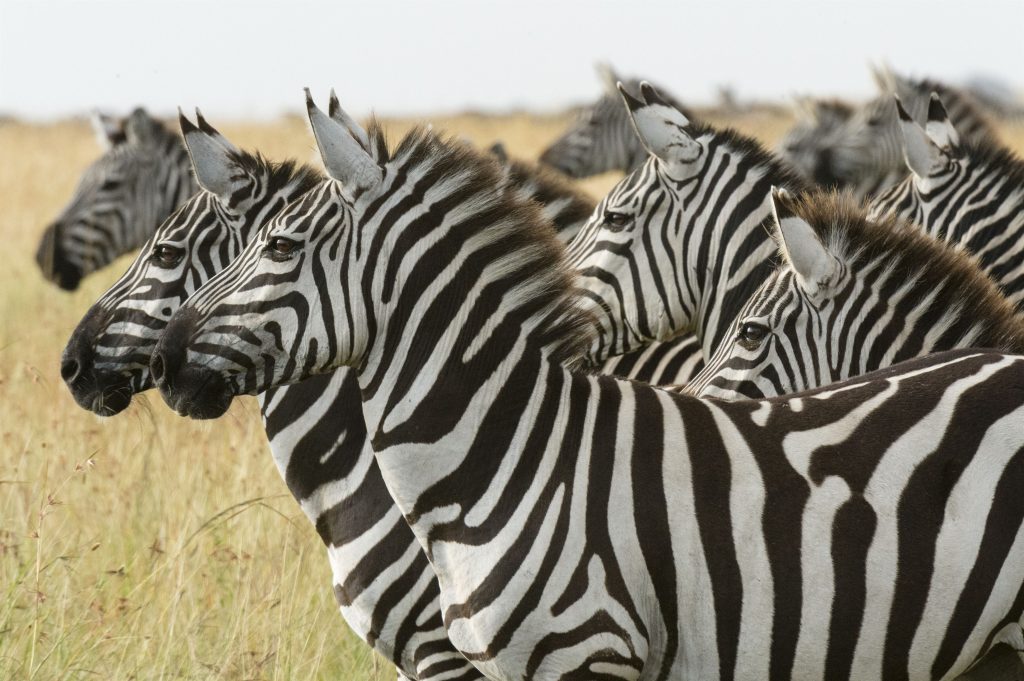 a-herd-of-zebras-standing-together-in-the-savanna-2024-07-03-21-56-47-utc