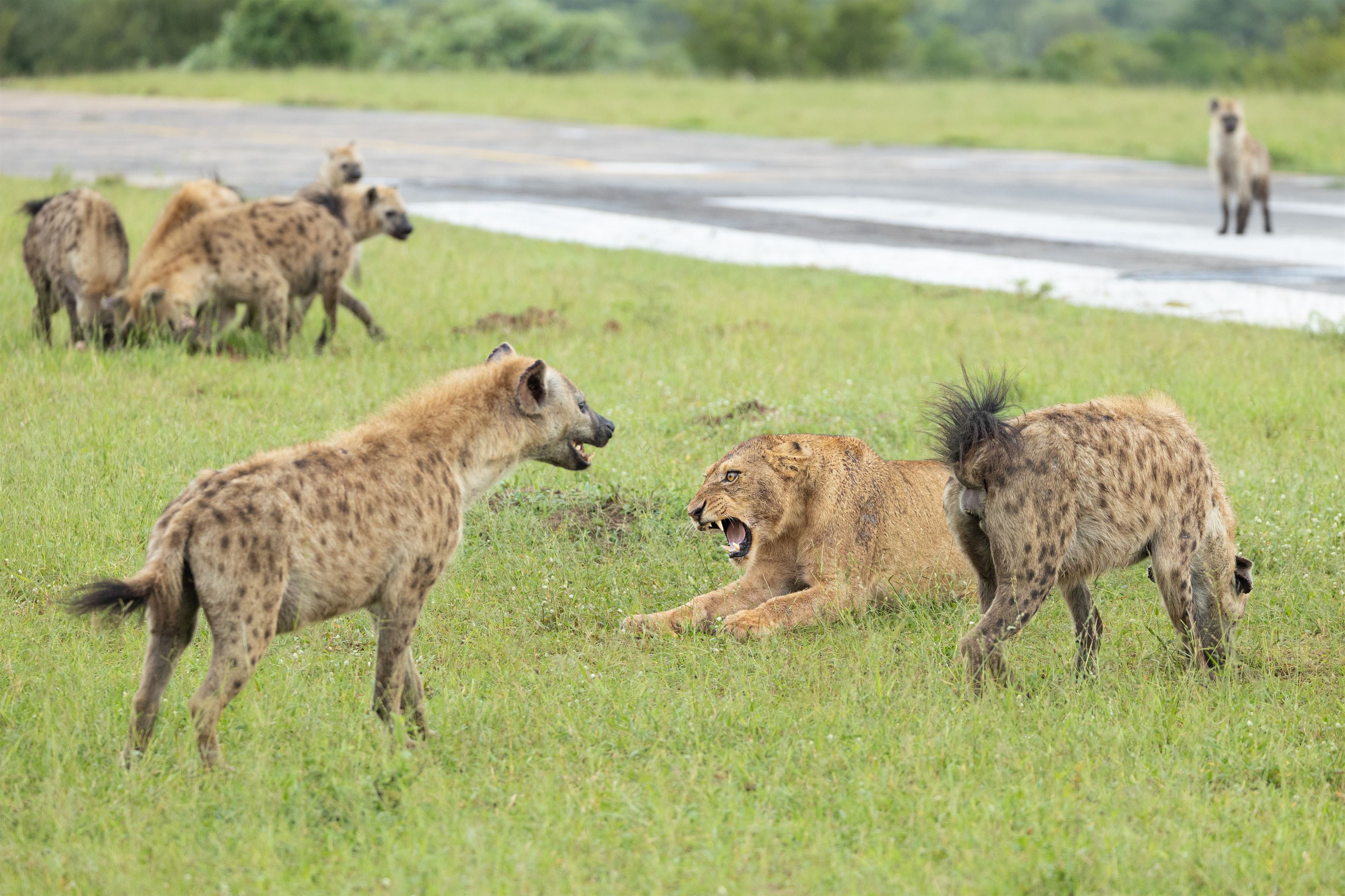 A lion, Panthera leo, and hyena, Hyaenidae, interaction.