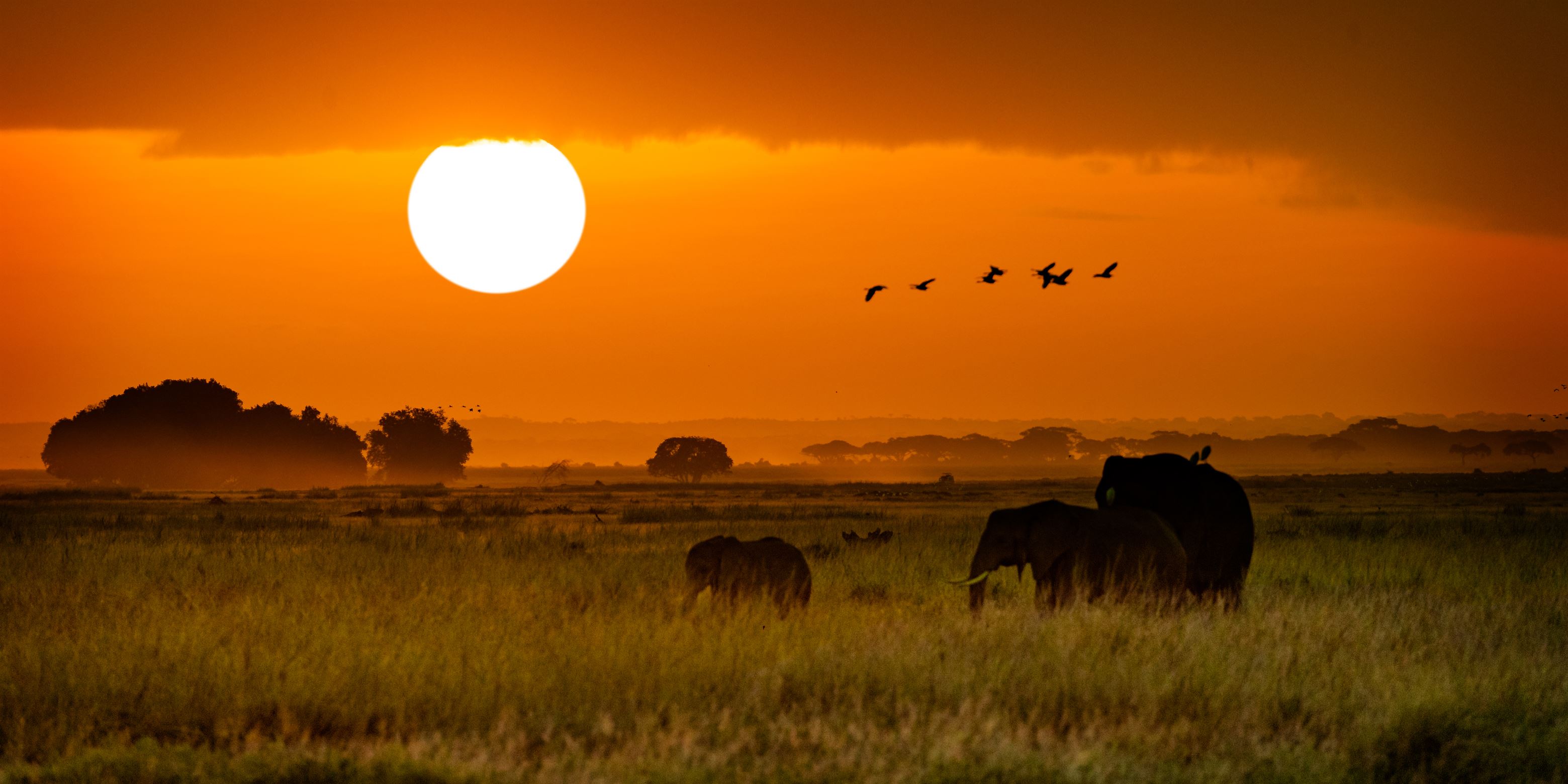 african-elephants-walking-at-golden-sunrise-2023-11-27-04-54-08-utc