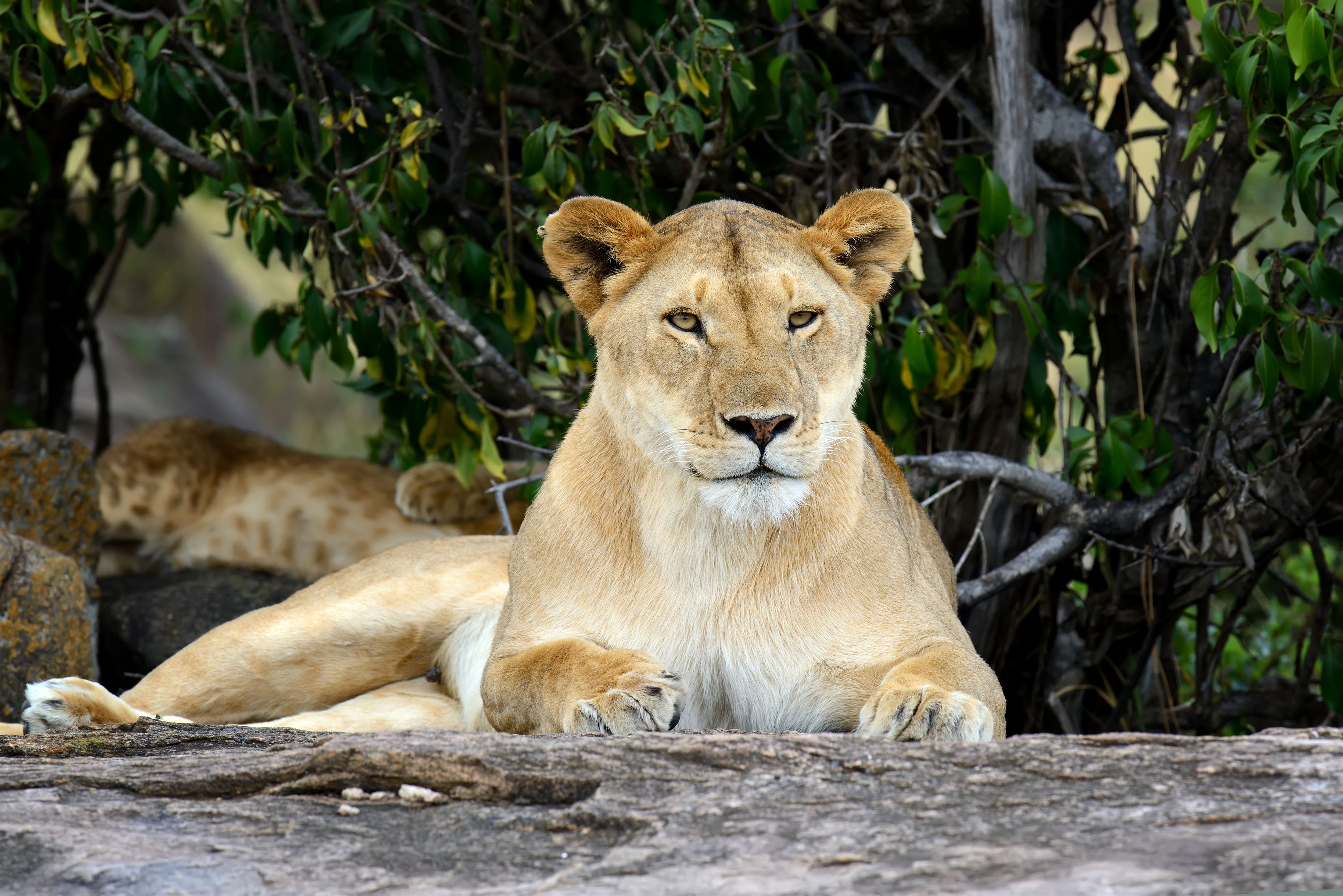 African lion in the National park of South Africa