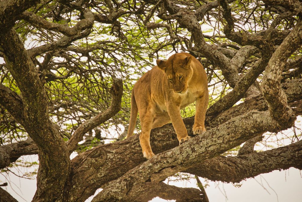 beautiful-shot-of-a-lion-climbing-up-tree-branches-2023-11-27-05-17-38-utc