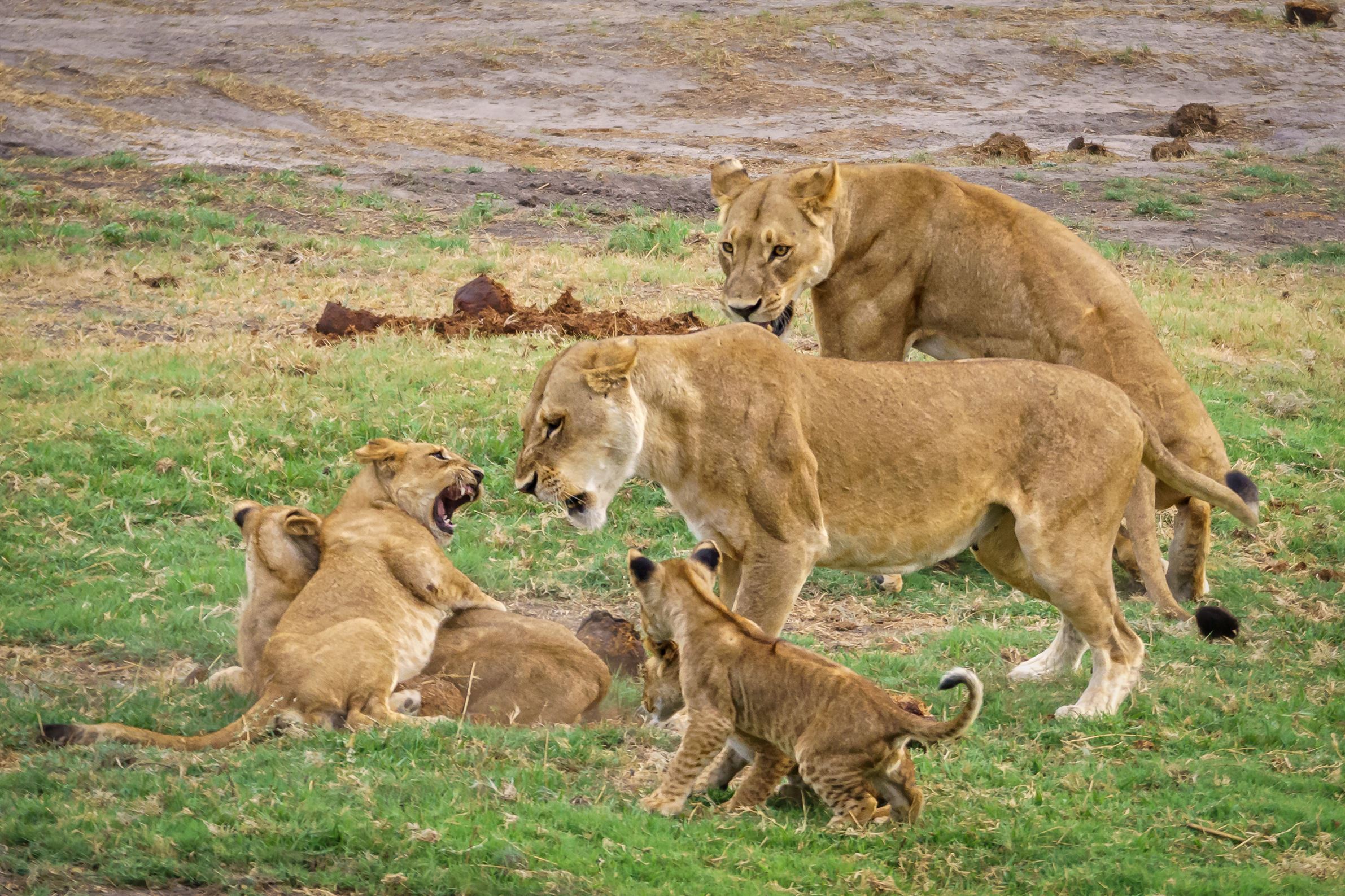 family-of-lions-in-nature-2023-11-27-04-53-15-utc