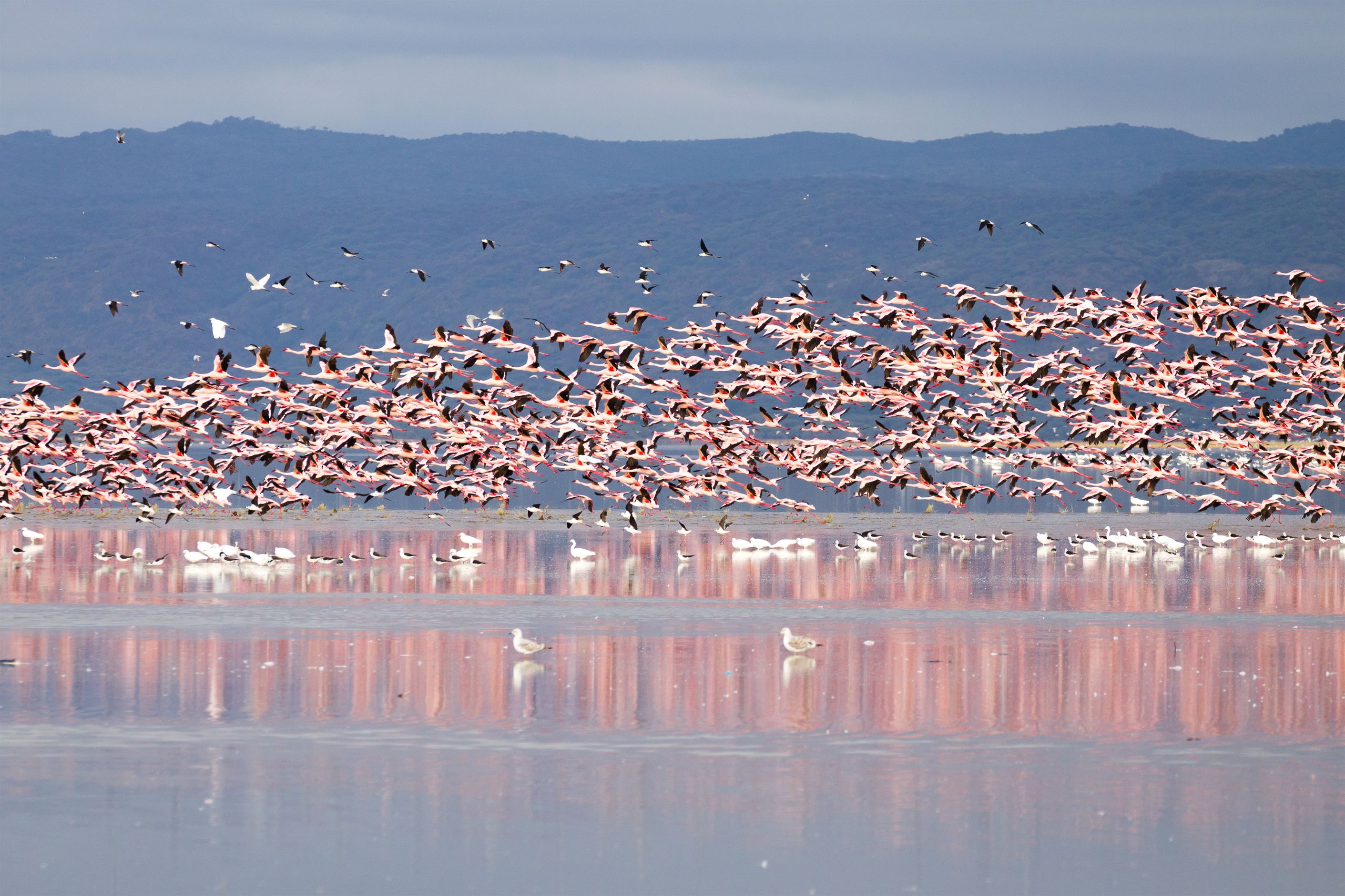 Flock of pink flamingos from Lake Manyara, Tanzania. African safari