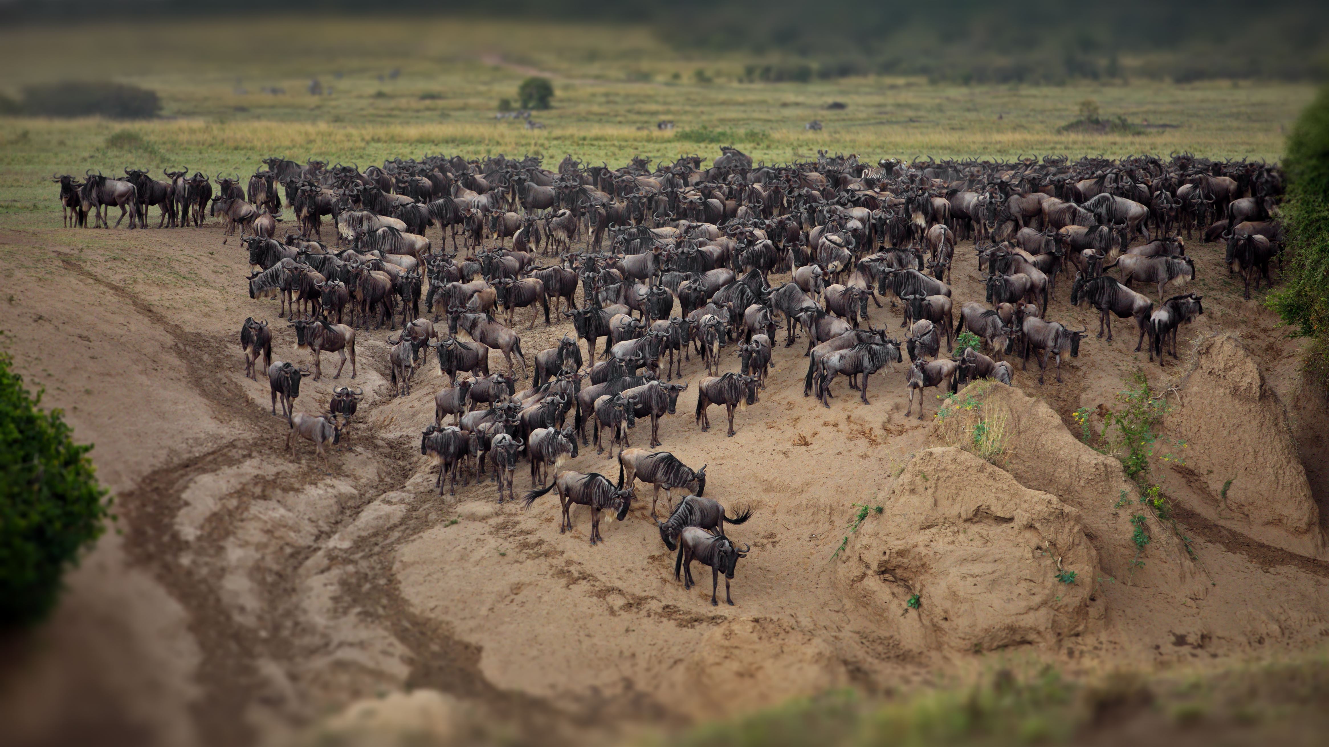 group-of-buffalos-in-masai-mara-kenya-2023-11-27-05-13-51-utc