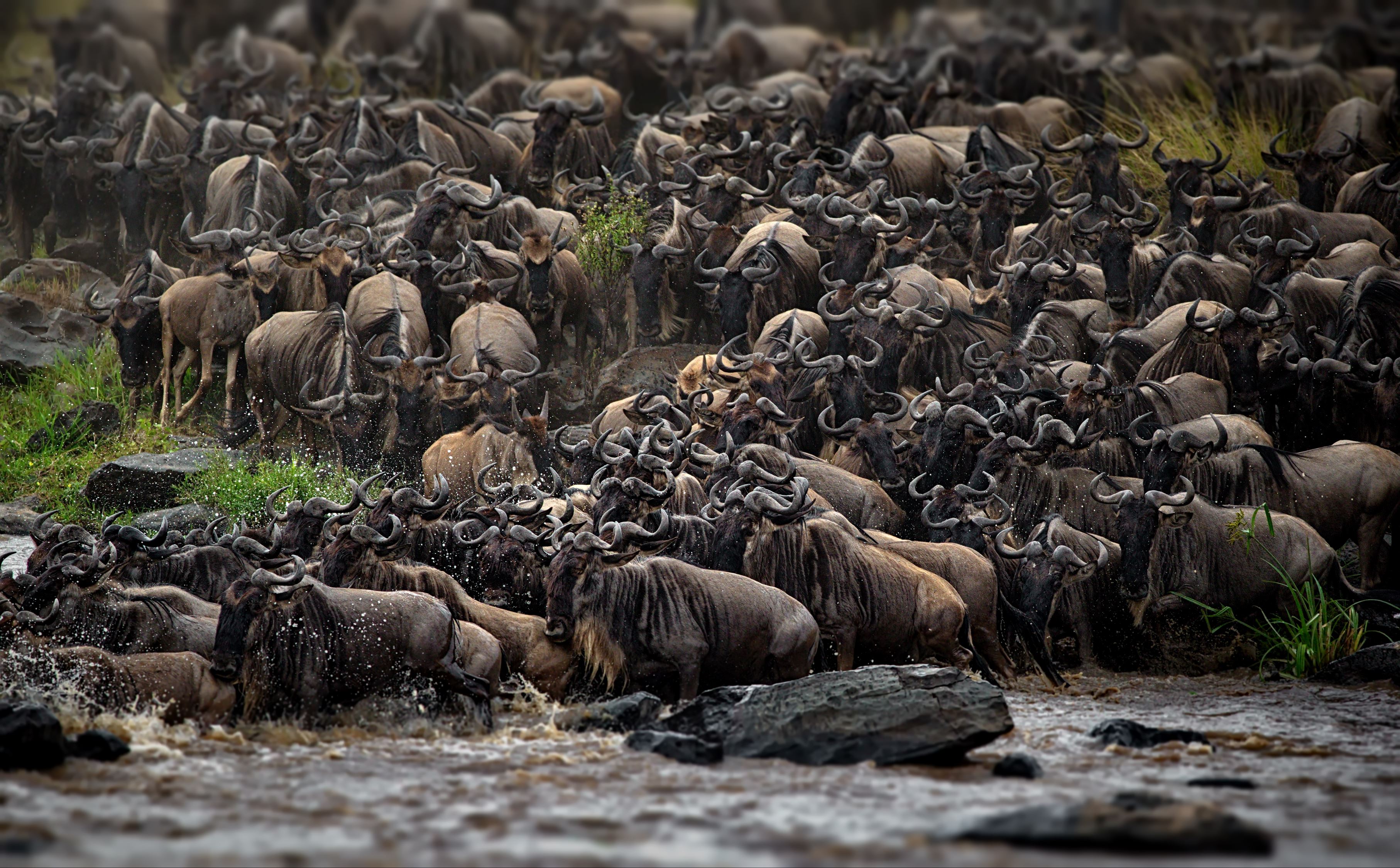 group-of-buffalos-in-masai-mara-kenya-2023-11-27-05-22-24-utc