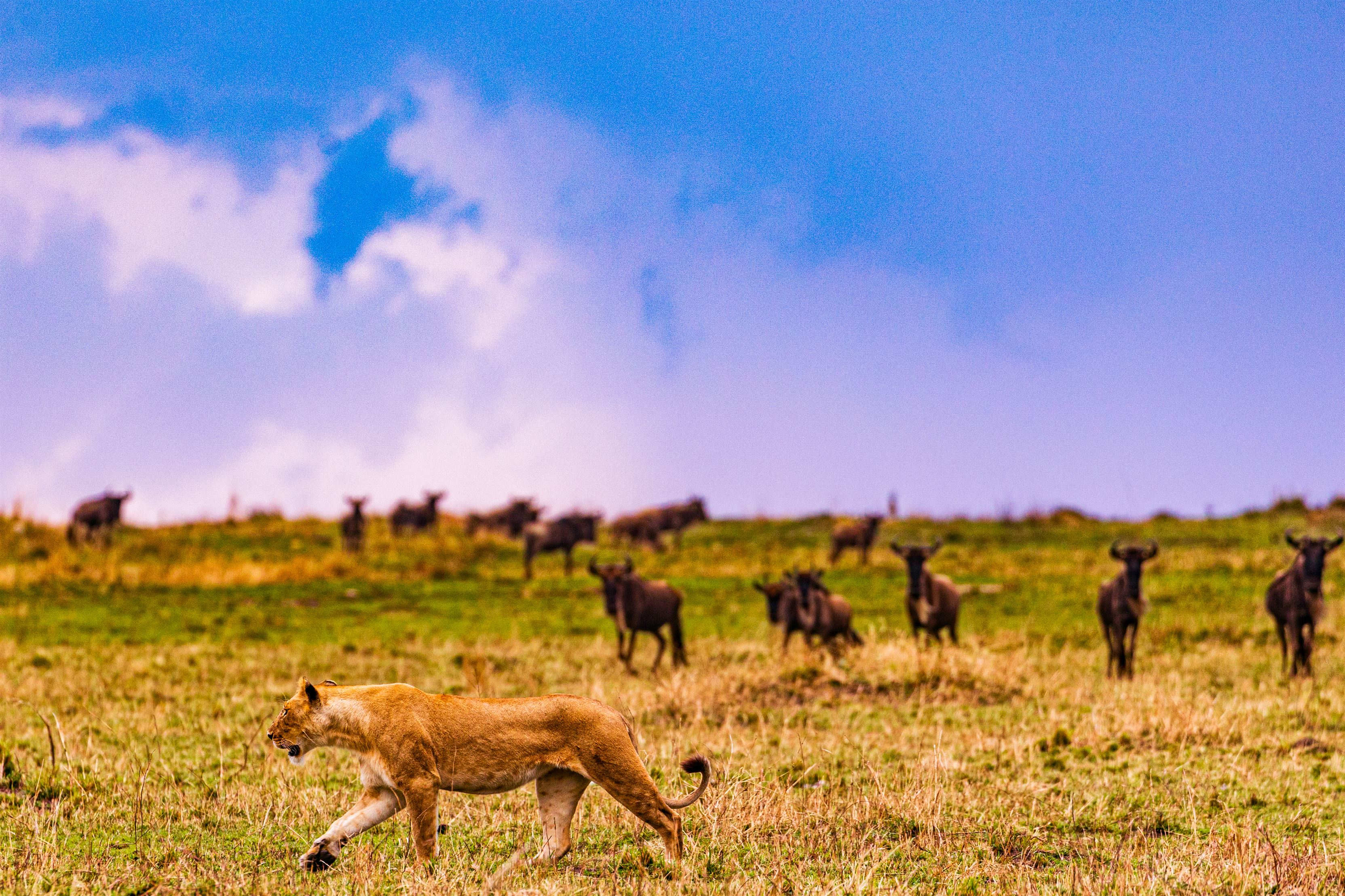 lion-lioness-cub-wild-cat-big-five-wildlife-animal-2024-03-04-21-54-00-utc