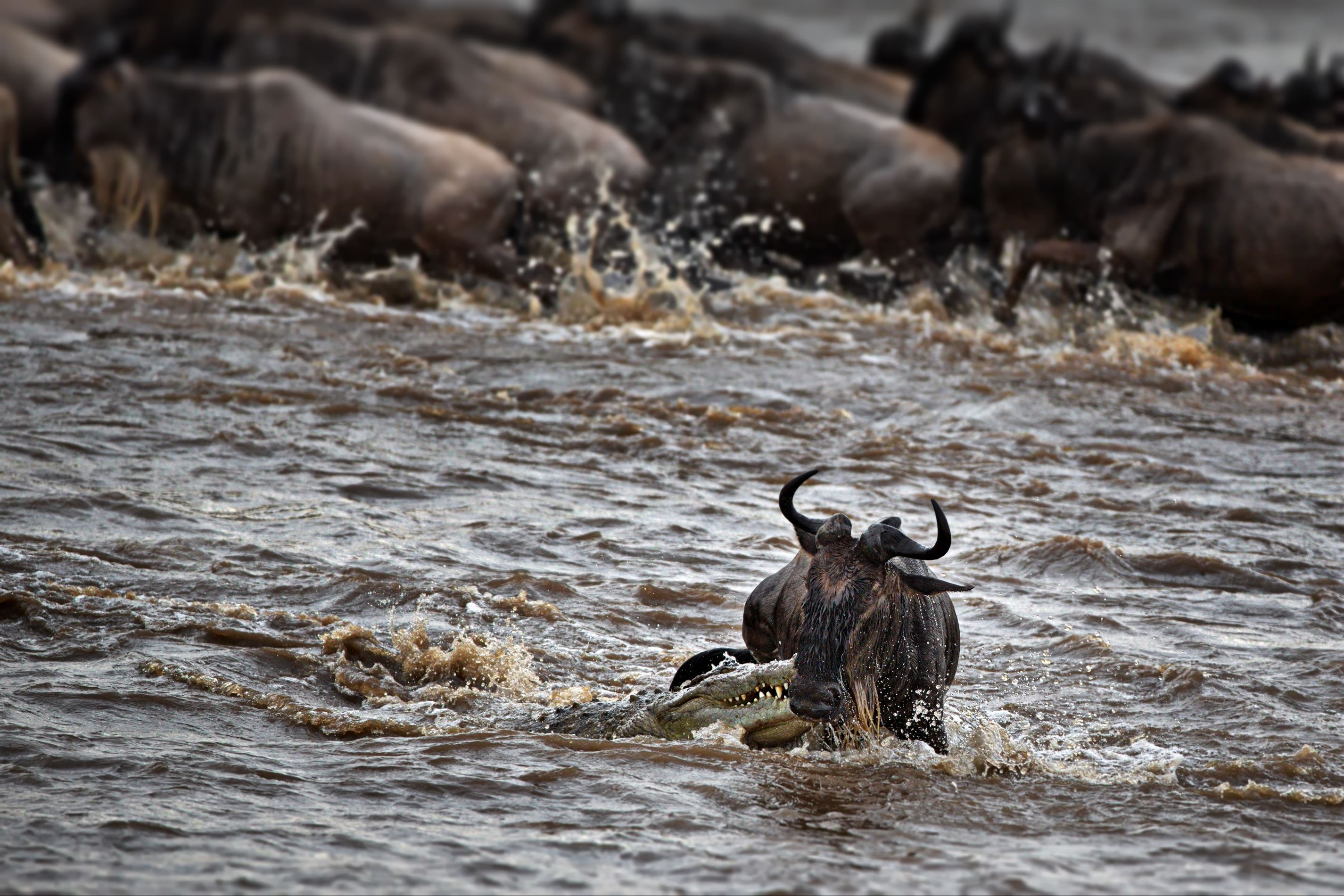 wildebeest-in-a-river-in-an-open-field-in-masai-ma-2023-11-27-04-52-32-utc