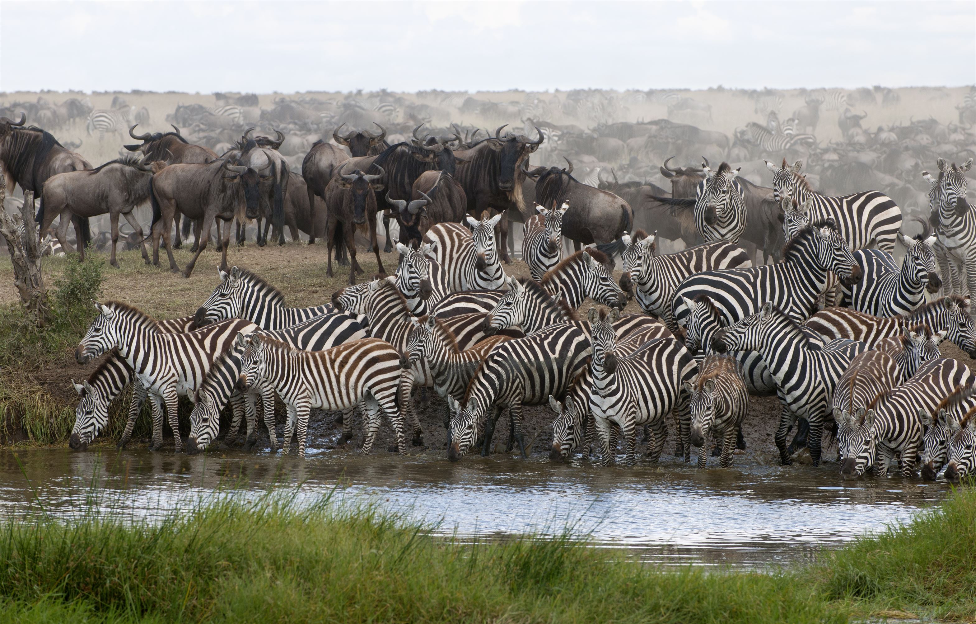 Zebras drinking at the Serengeti National Park, Tanzania, Africa