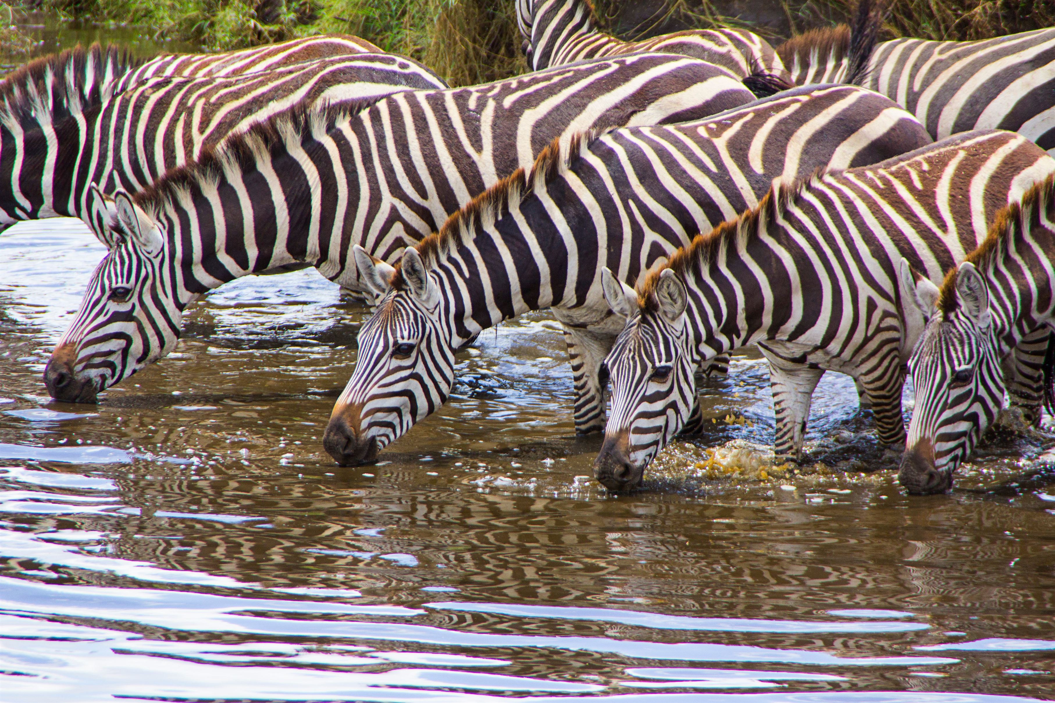 zebras-drinking-water-in-a-river-in-the-savannah-2023-11-27-04-55-55-utc