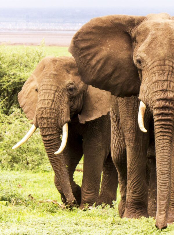 1-Day The Unique Ngorongoro Crater