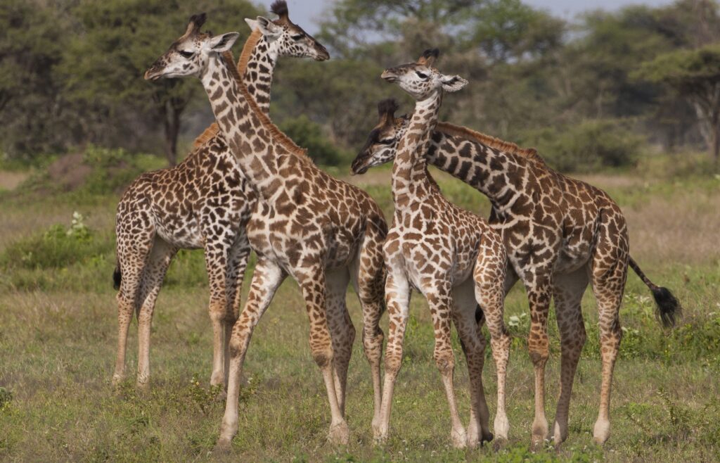 A small group of masai giraffe, Serengeti National Park, Tanzania