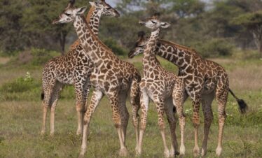 1-Day Tarangire National Park Safari