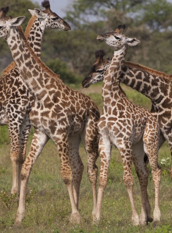 1-Day Tarangire National Park Safari