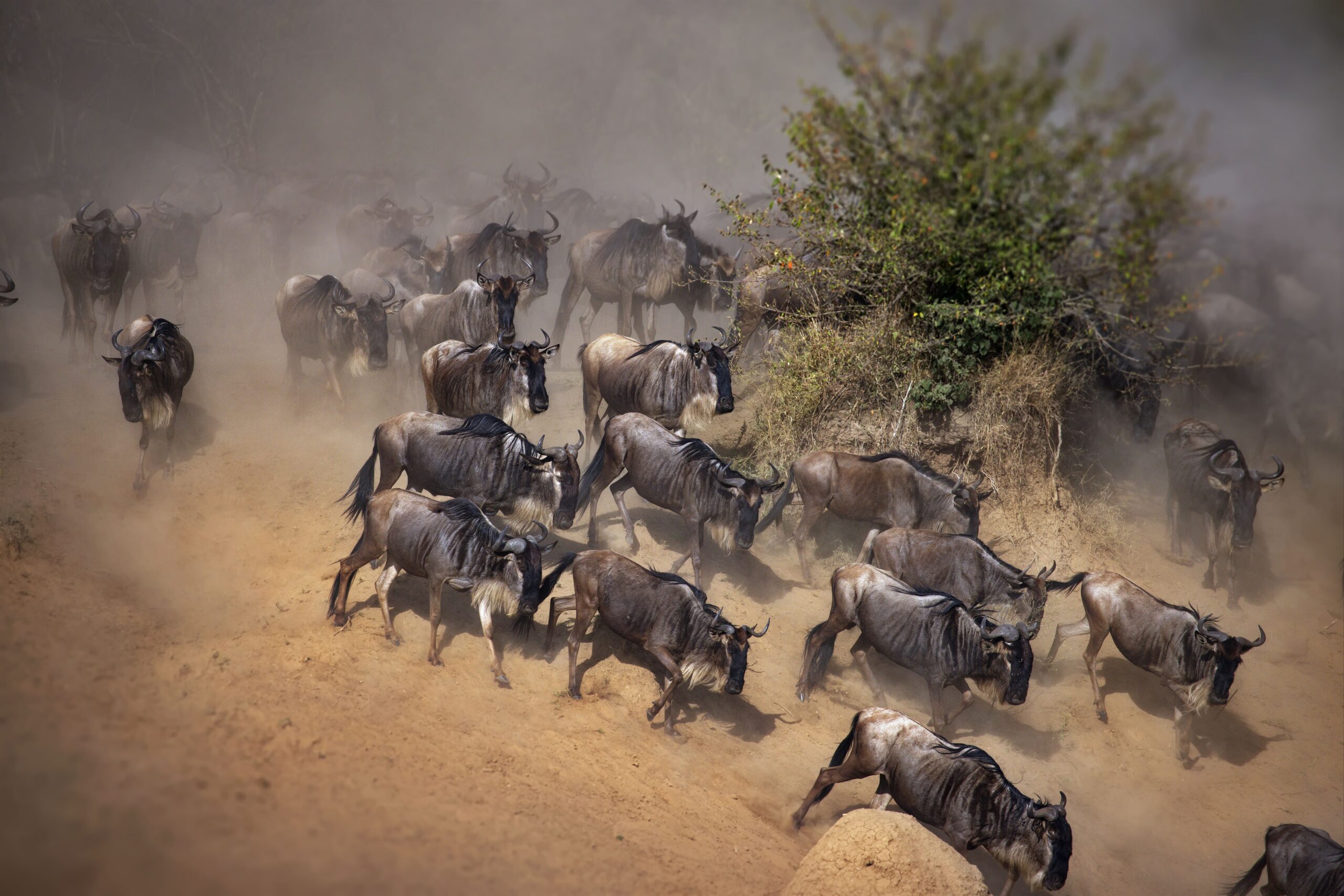 big-herd-of-wildebeest-in-masai-mara-national-park-2023-11-27-05-33-51-utc