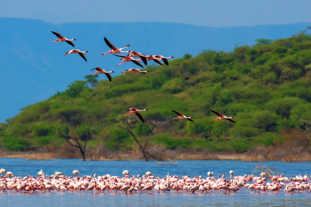 Flock of flamingos wading in the shallow lagoon water