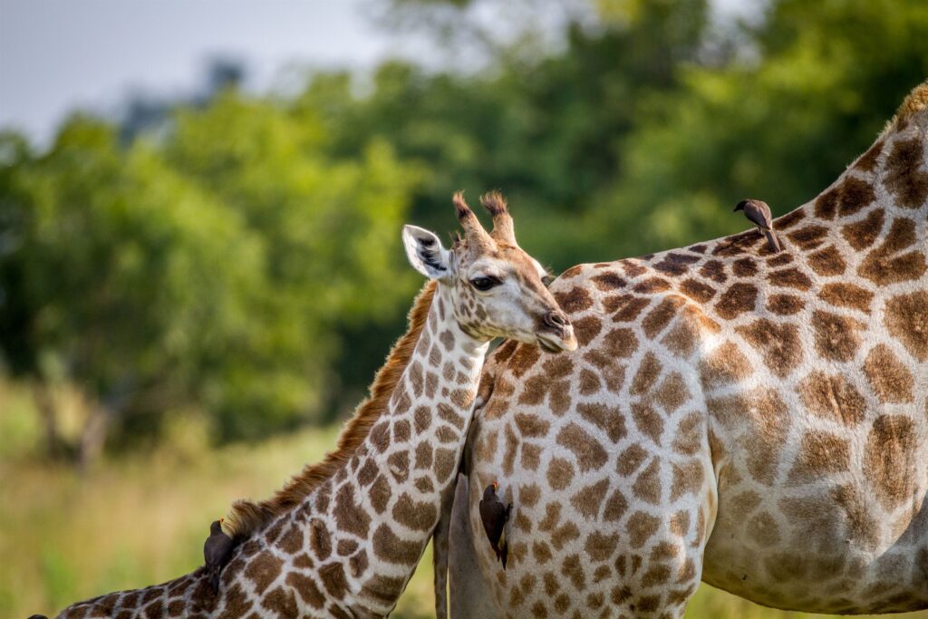 Giraffe young standing with his mother in the Chobe National Park, Botswana.