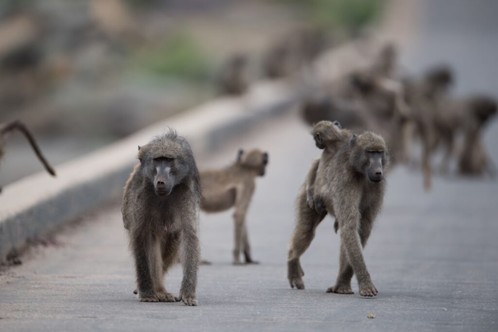 group-of-baboon-monkeys-walking-on-the-road-with-a-2023-11-27-05-05-56-utc