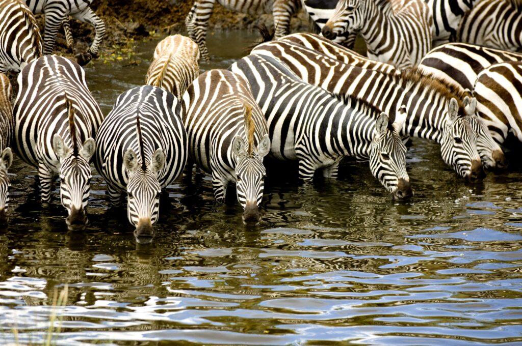 herd-of-zebra-at-masai-mara-kenya-2023-11-27-05-04-52-utc