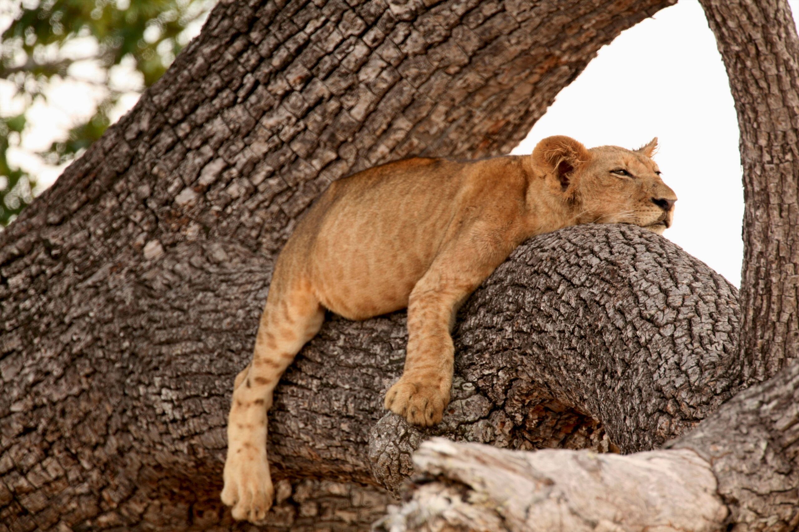lion-panthera-leo-cub-sleeping-in-tree-selous-n-2023-11-27-04-51-31-utc