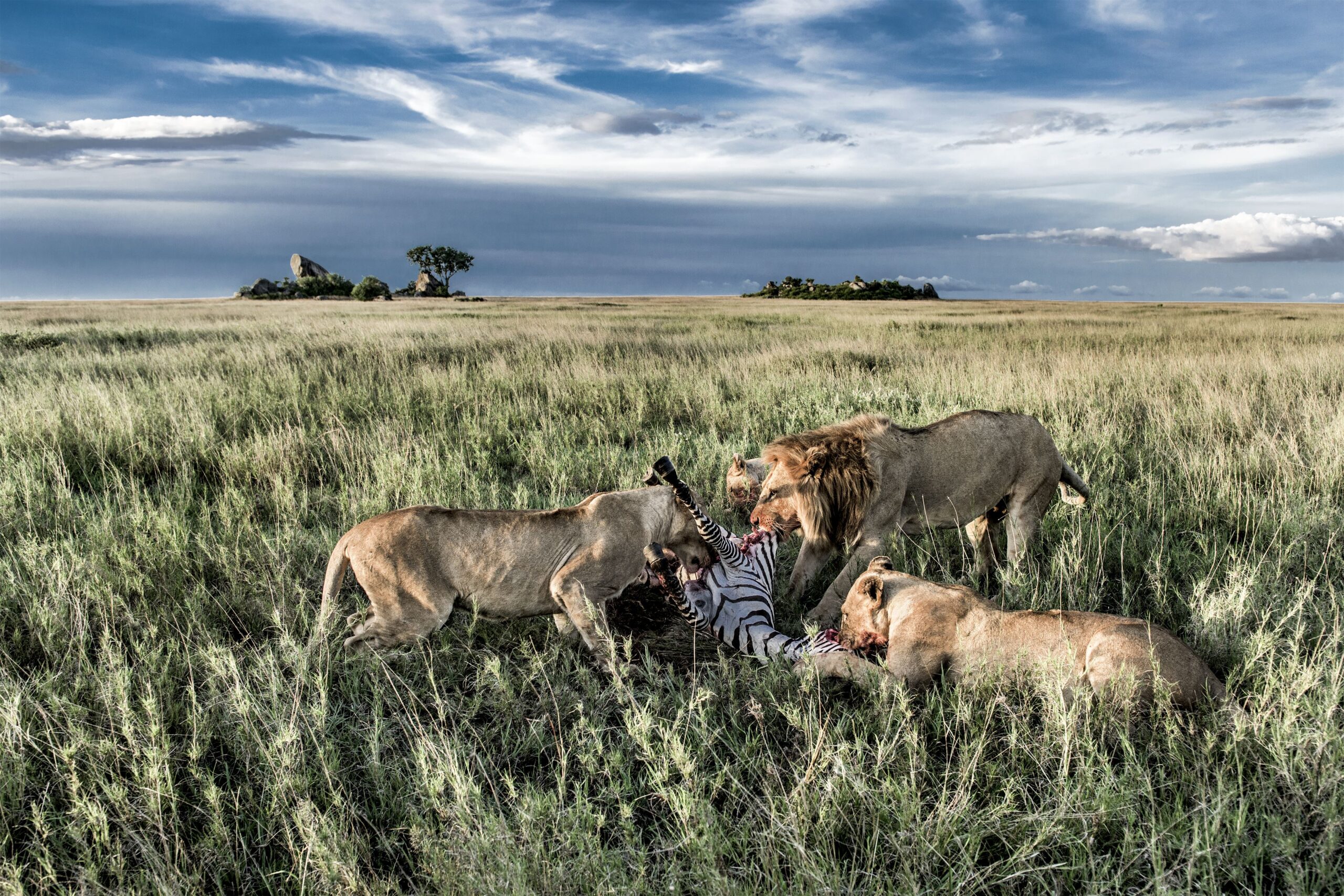 Male and female lions eating zebras in Serengeti National Park