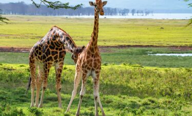 1-day-lake-manyara-national-park-safari-tour