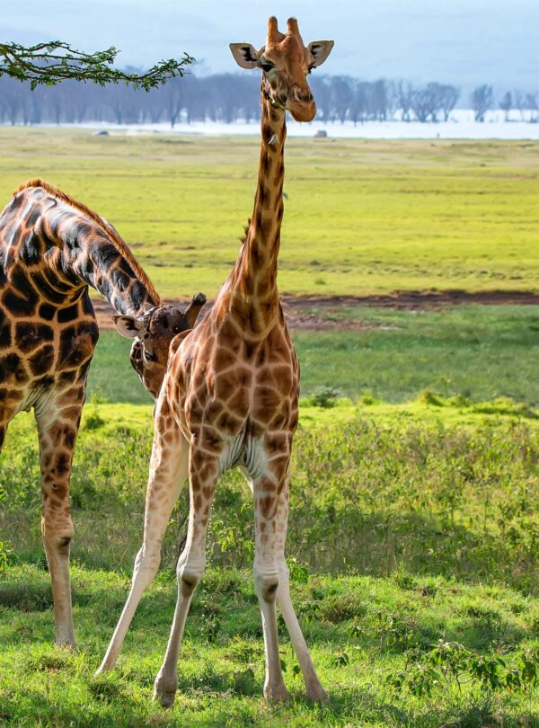 1-day-lake-manyara-national-park-safari-tour