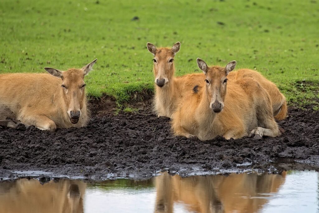 pere-david-s-deer-female-resting-near-the-river-2023-11-27-05-36-53-utc