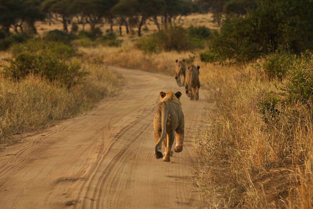 pride-of-three-lions-running-on-african-dirt-road-2023-11-27-05-08-25-utc