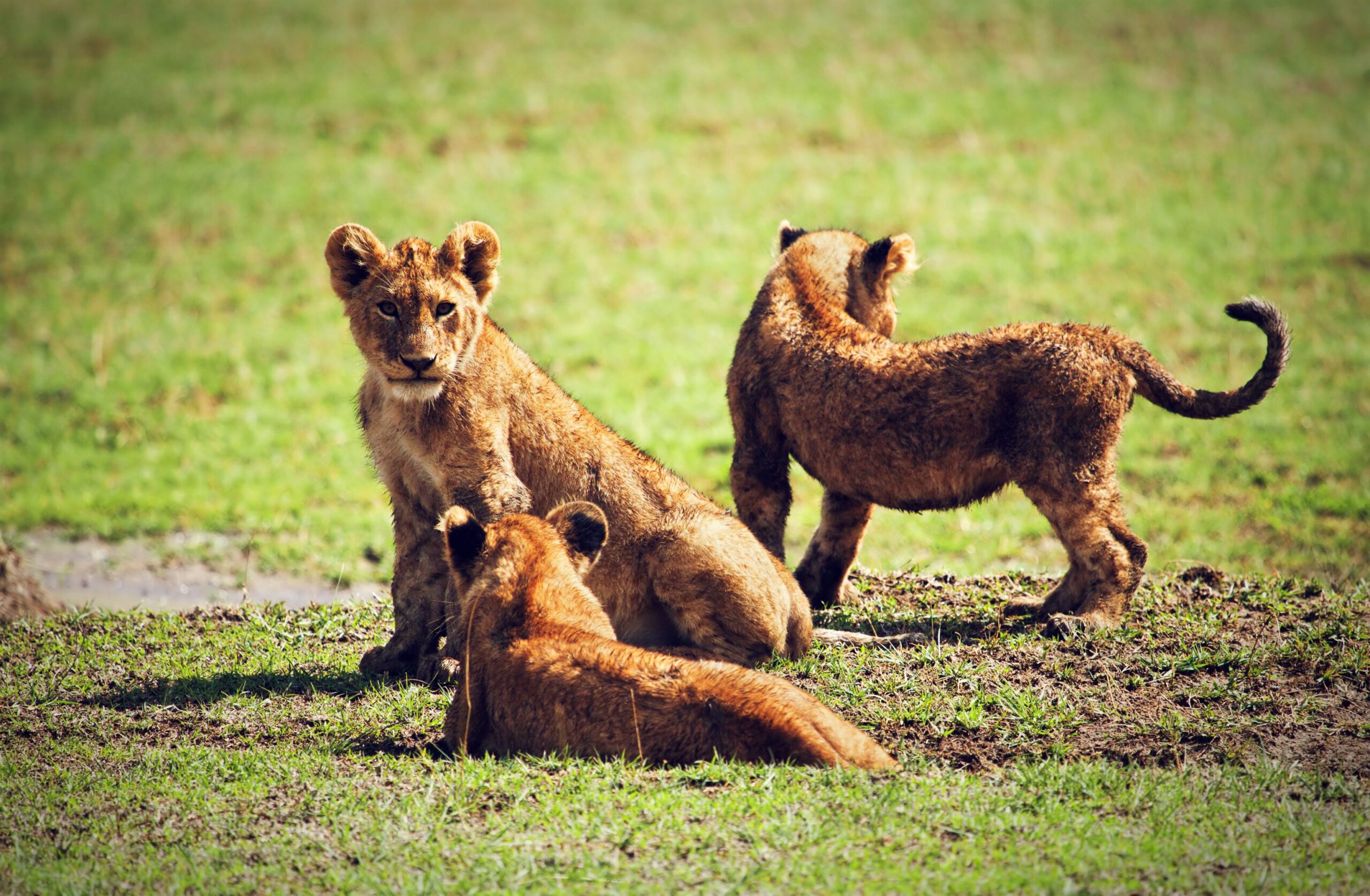 Small lion cubs playing on savannah. Ngorongoro crater in Tanzania, Africa.