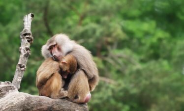 1-Day Arusha National Park Safari and Tour