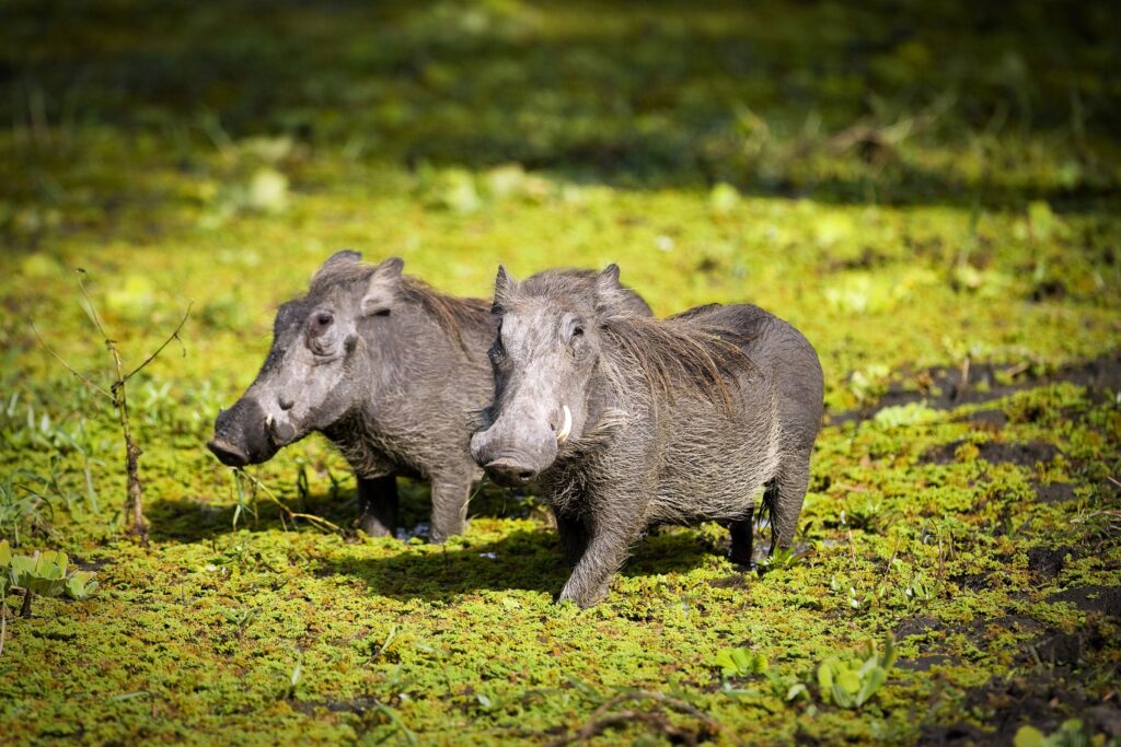 two-wild-warthogs-in-africa-2023-11-27-05-08-16-utc