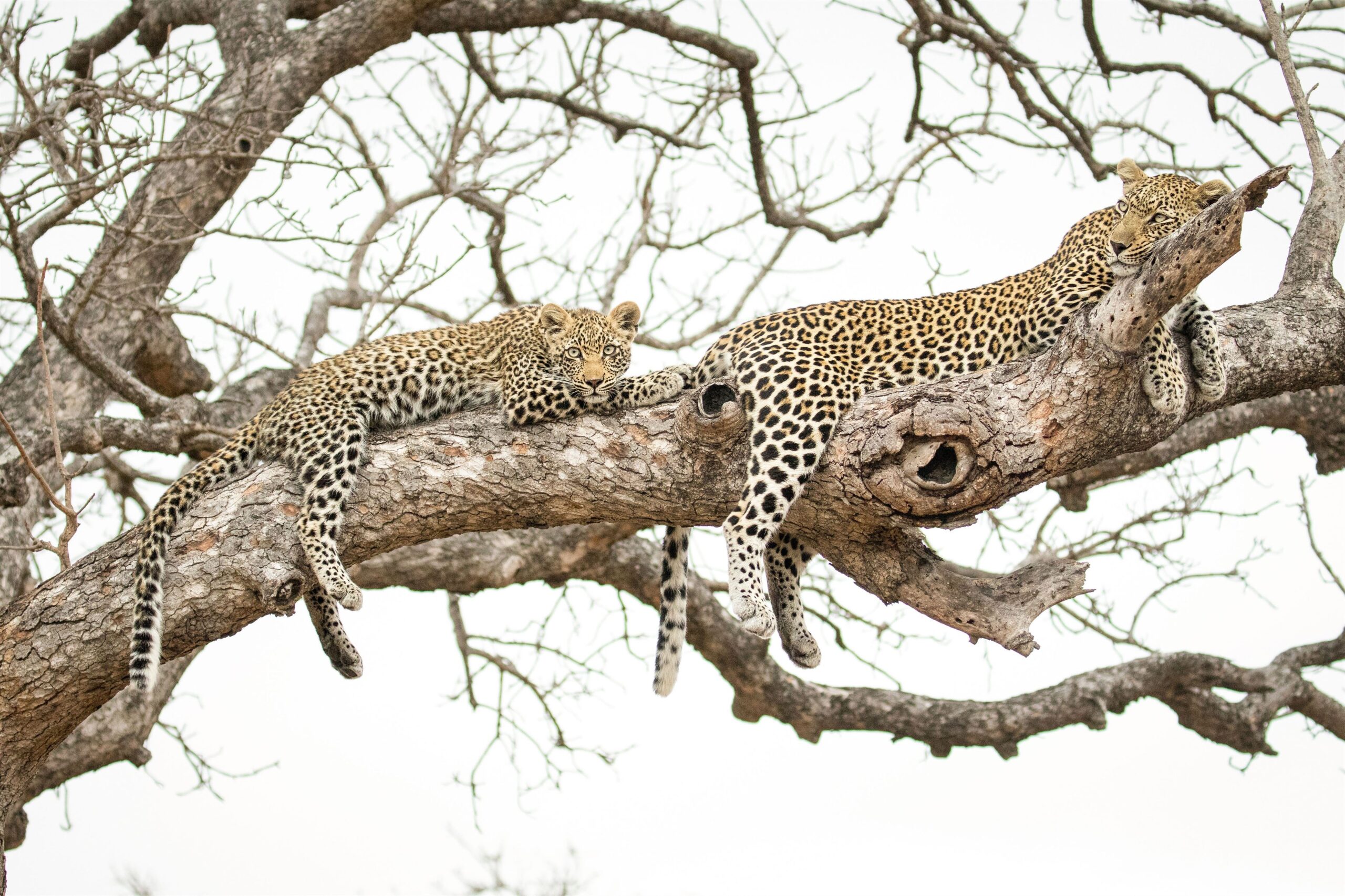 a-leopard-panthera-pardus-cub-and-its-mother-lie-2023-11-27-05-01-54-utc