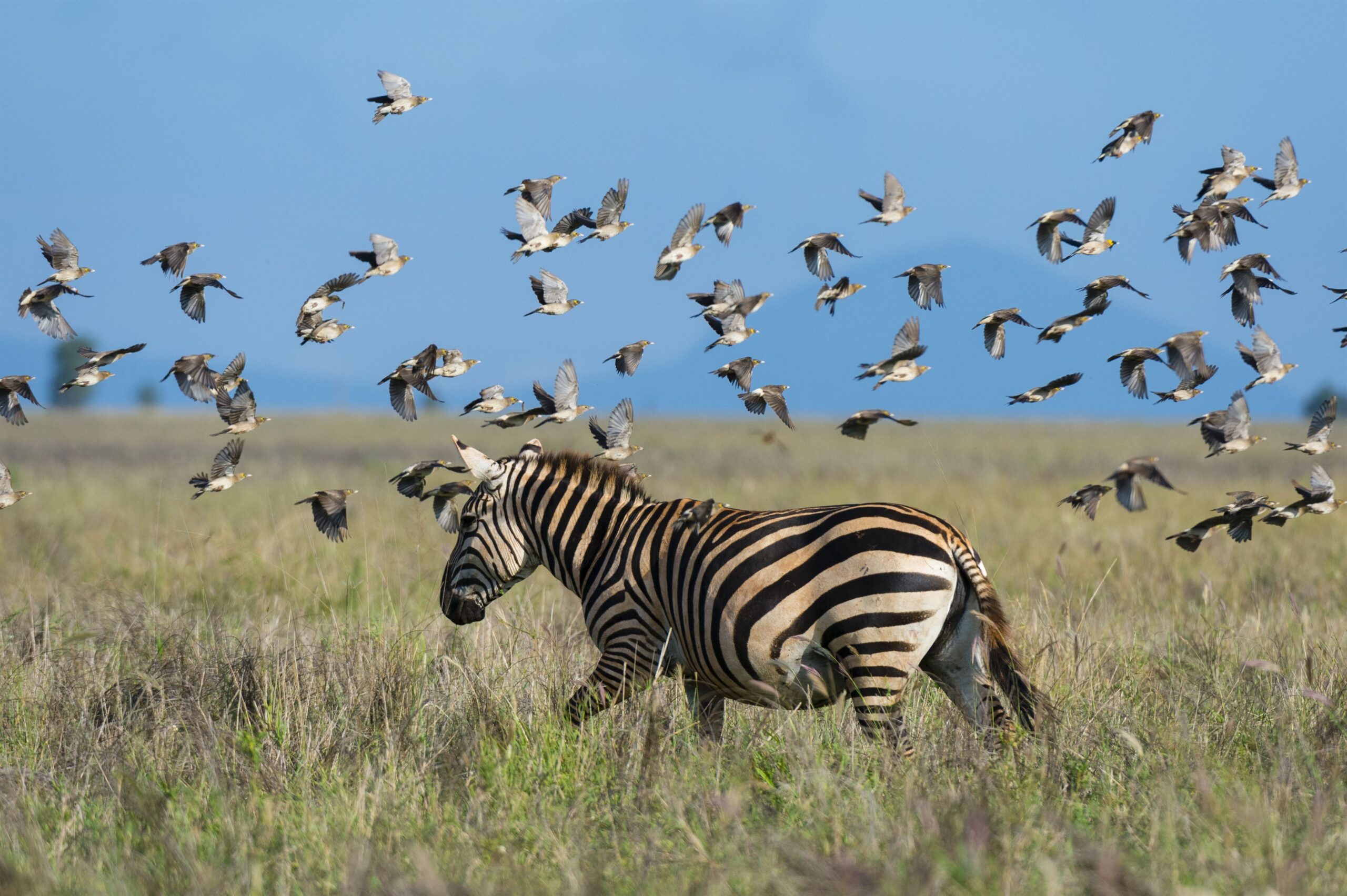 a-zebra-amidst-a-flurry-of-birds-taking-flight-ove-2024-07-03-23-04-08-utc