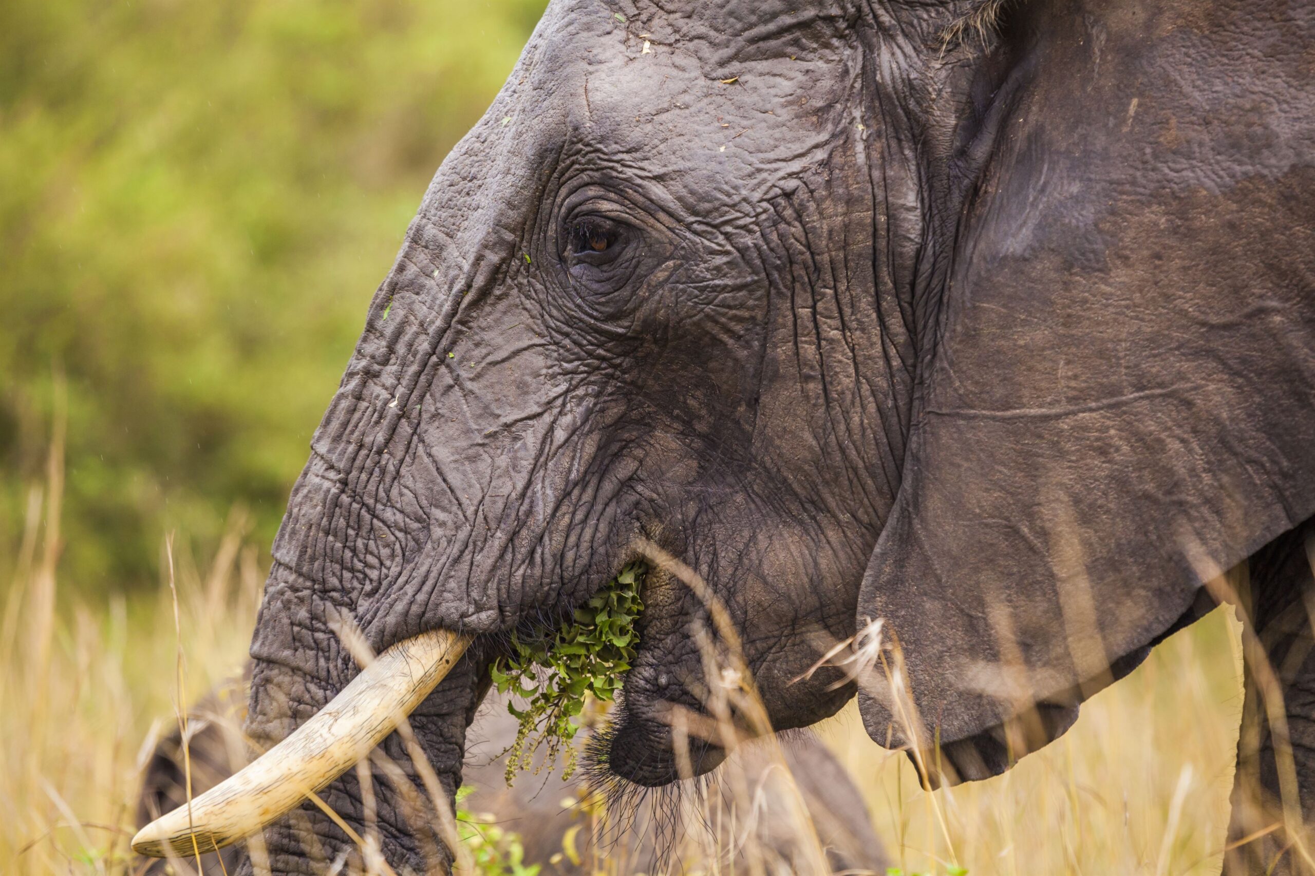 big-elephant-kenya-national-park-africa-2023-11-27-05-25-56-utc