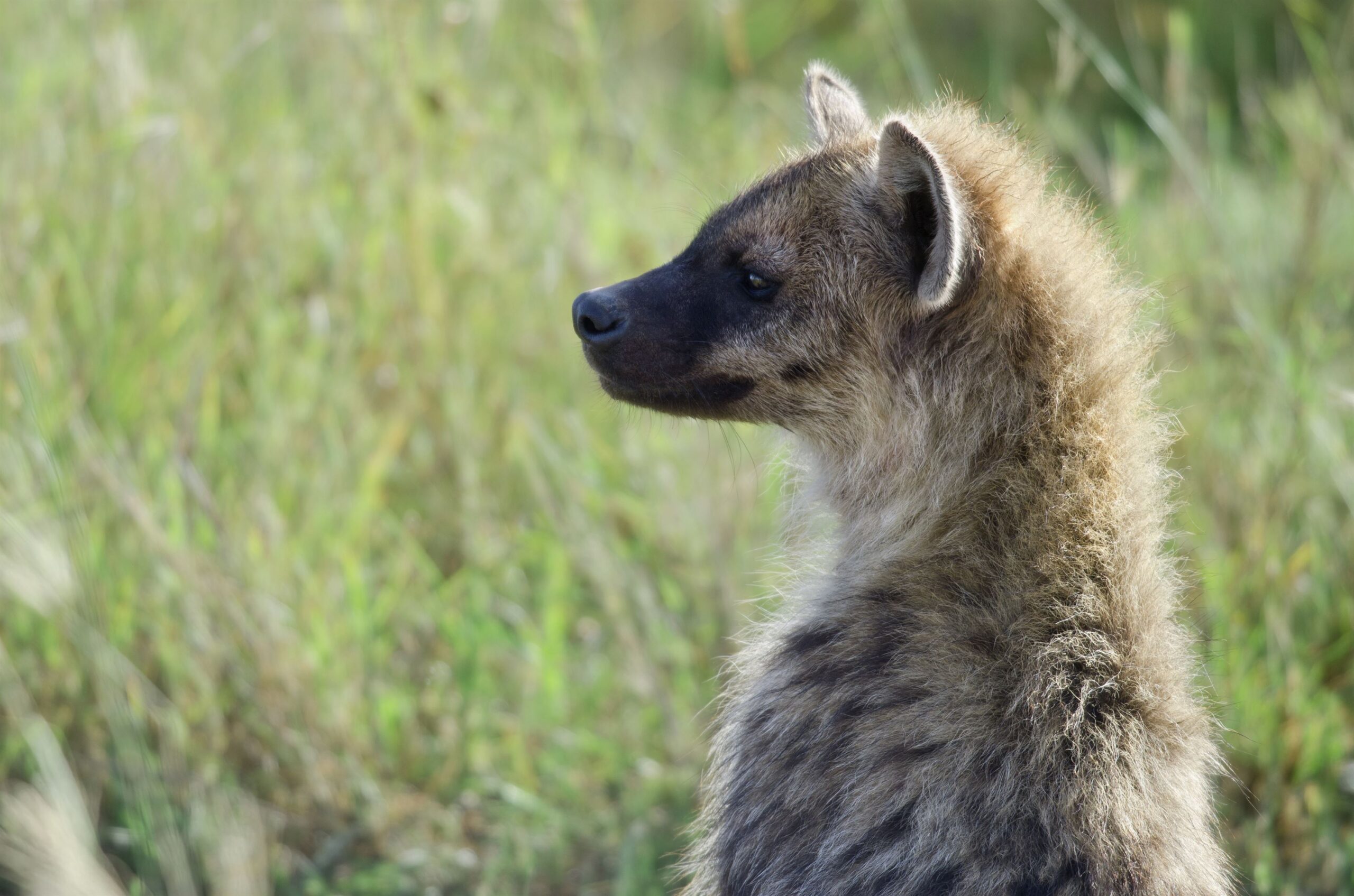 Hyena in Serengeti National Park, Tanzania, Africa