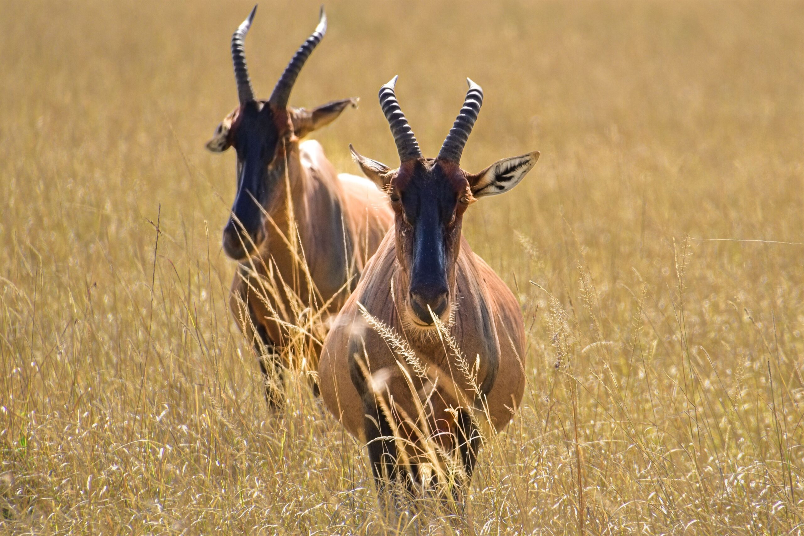 two-damaliscus-antelopes-in-lush-golden-grass-2023-11-27-05-01-14-utc