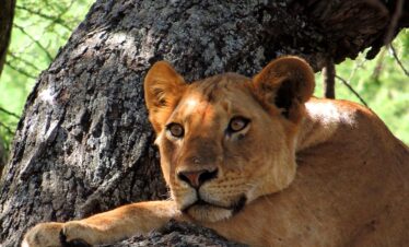 4 Days Serengeti Ngorongoro Luxury Safari