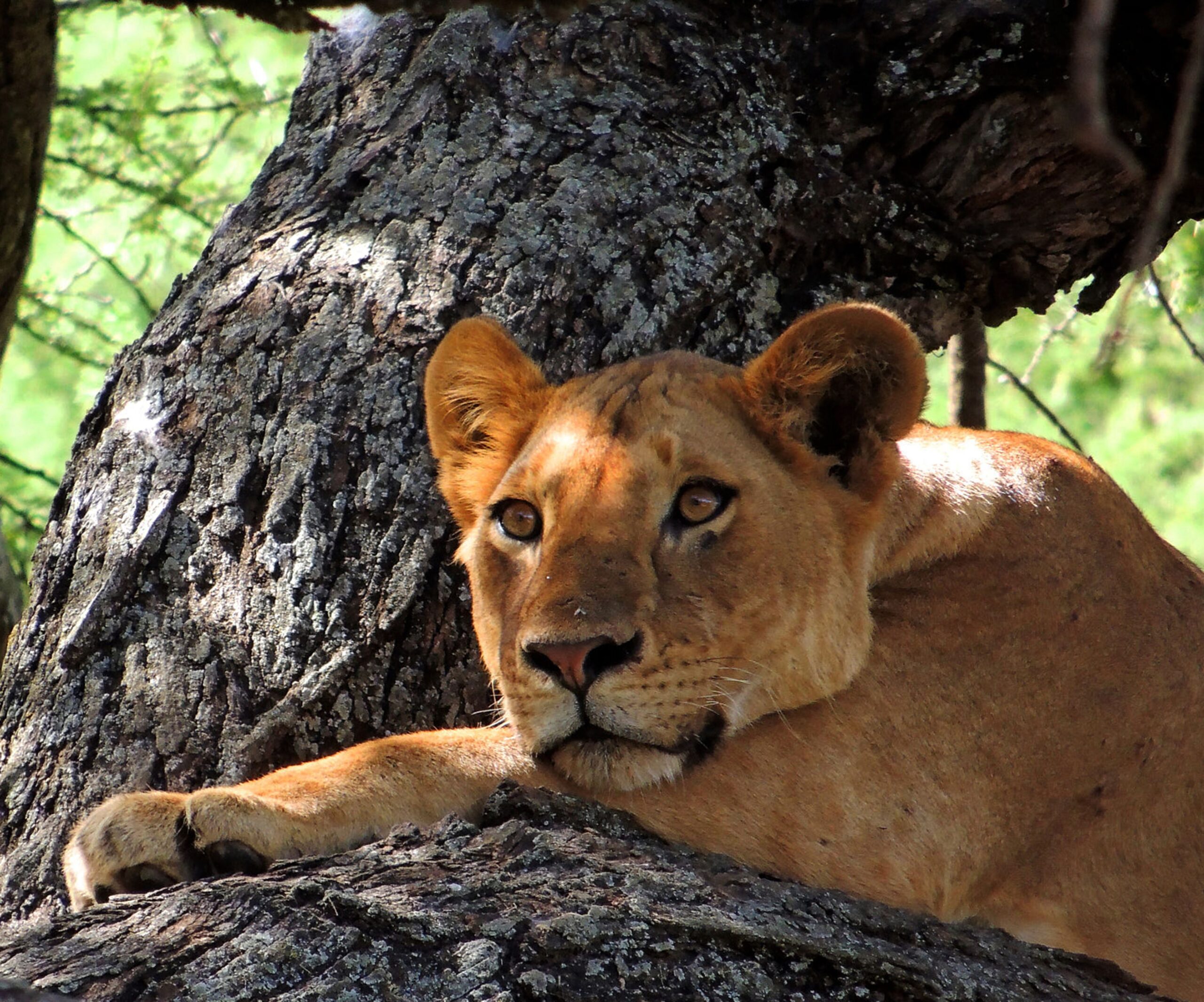 a-beautiful-and-breathtaking-wildlife-in-the-world-2023-11-27-04-59-53-utc
