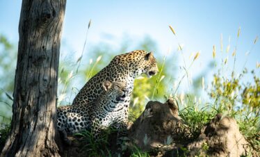 4 Days Manyara Serengeti Ngorongoro Safari