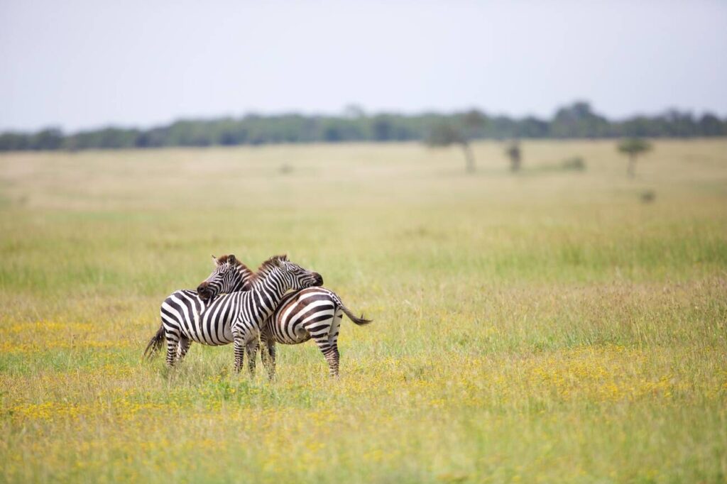 7 Days Luxury Lodge Safari Tanzania