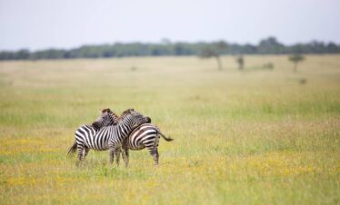 7 Days Luxury Lodge Safari Tanzania