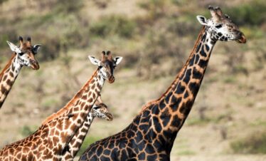 5 Days Luxury Lodge Safari Tanzania