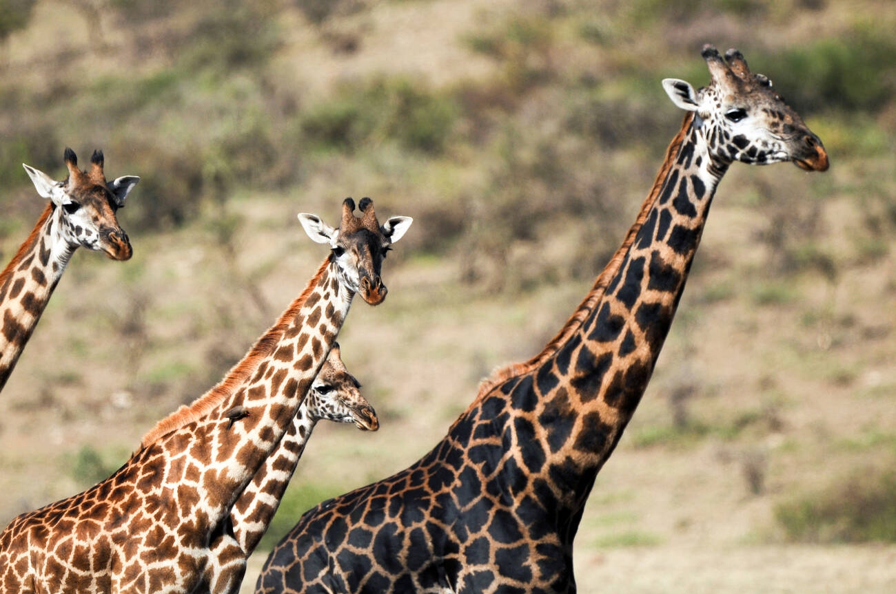 5 Days Luxury Lodge Safari Tanzania