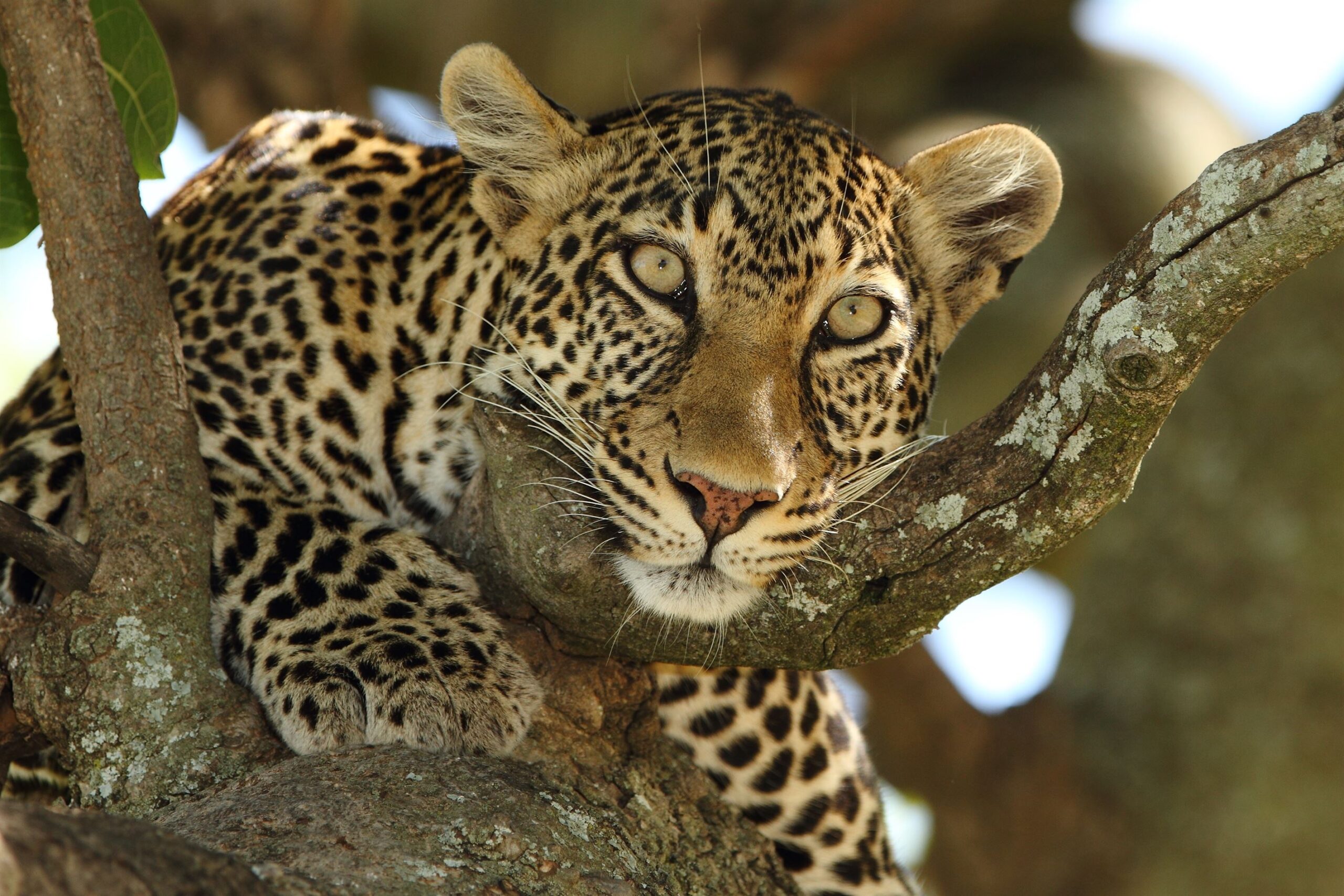 beautiful-african-leopard-on-a-branch-of-a-tree-ca-2023-11-27-05-20-34-utc