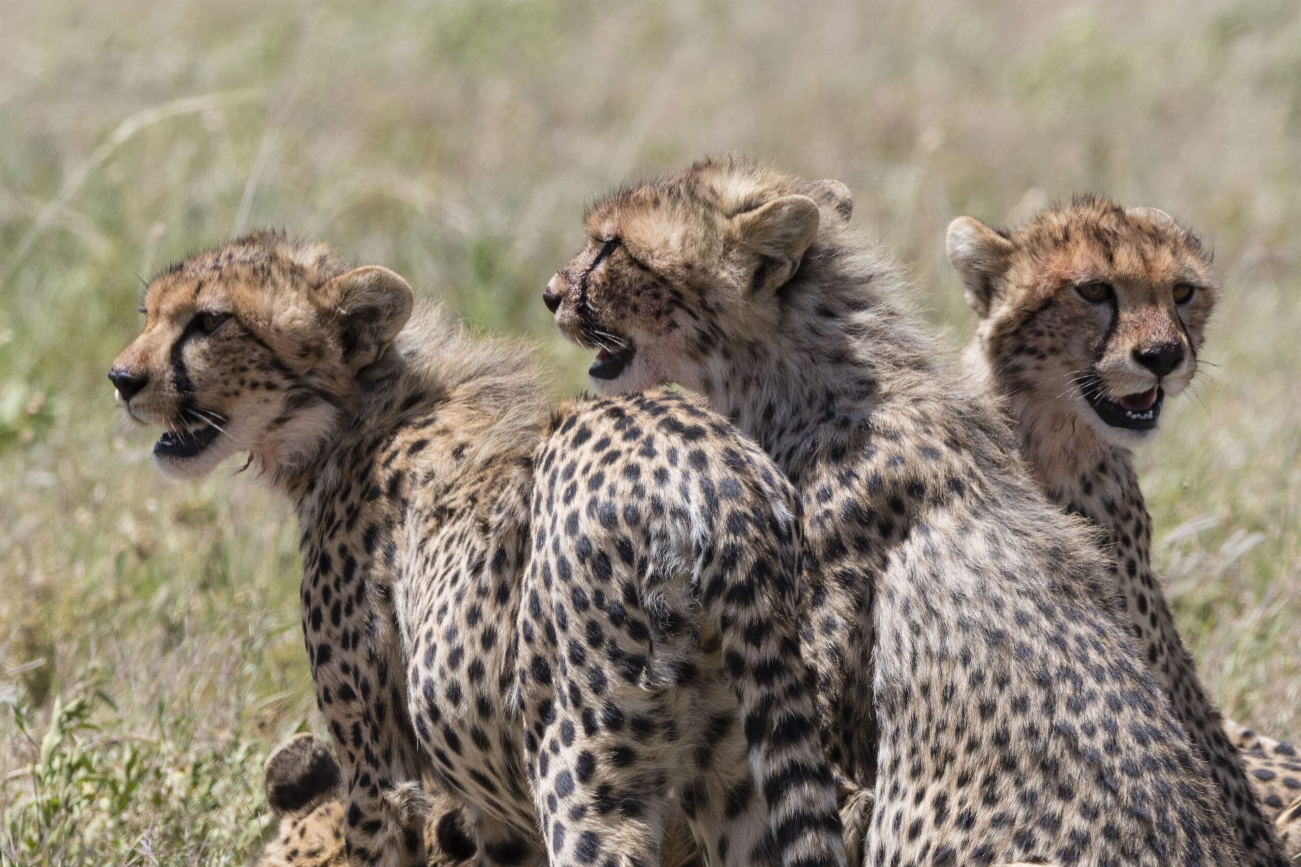 cheetah-cubs-acynonix-jubatus-seronera-serenge-2024-07-04-19-20-00-utc