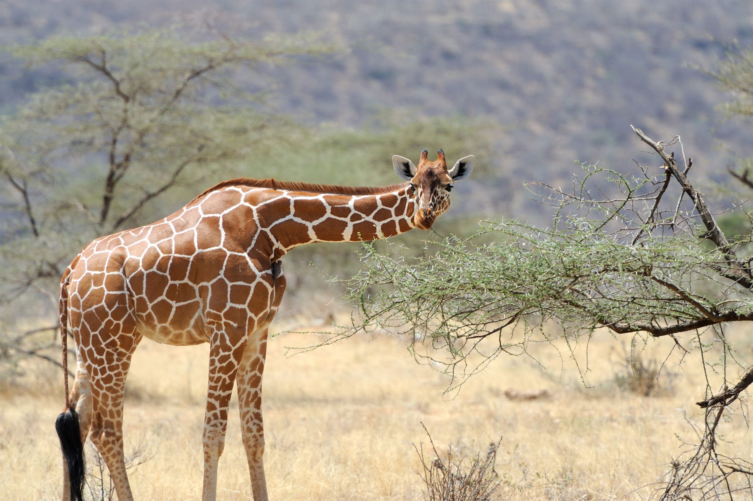Giraffe in the wild. Africa, National Park of Kenya