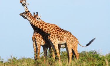 3 Days Tarangire Ngorongoro Manyara Luxury Safari